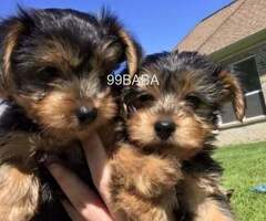 Cute Yorkie puppies for Adoption